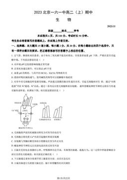 2023北京一六一中高二（上）期中生物（教师版）-答案