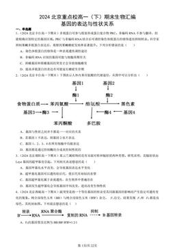 2024北京重点校高一（下）期末生物汇编：基因的表达与性状关系-答案