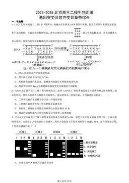 2023-2025北京高三二模生物汇编：基因突变及其它变异章节综合-答案